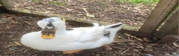 Lovebirds birds for sale: Female Magpie duck for sale - Advert 1