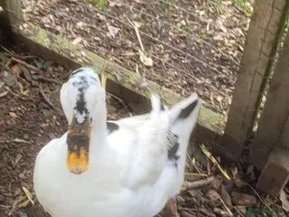 Lovebirds birds Female Magpie duck for sale - Advert 3