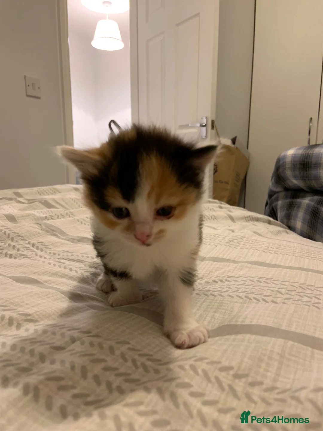 Mixed Breed cats for sale: Beautiful Playful Kittens Ready for Loving Homes - Advert 17