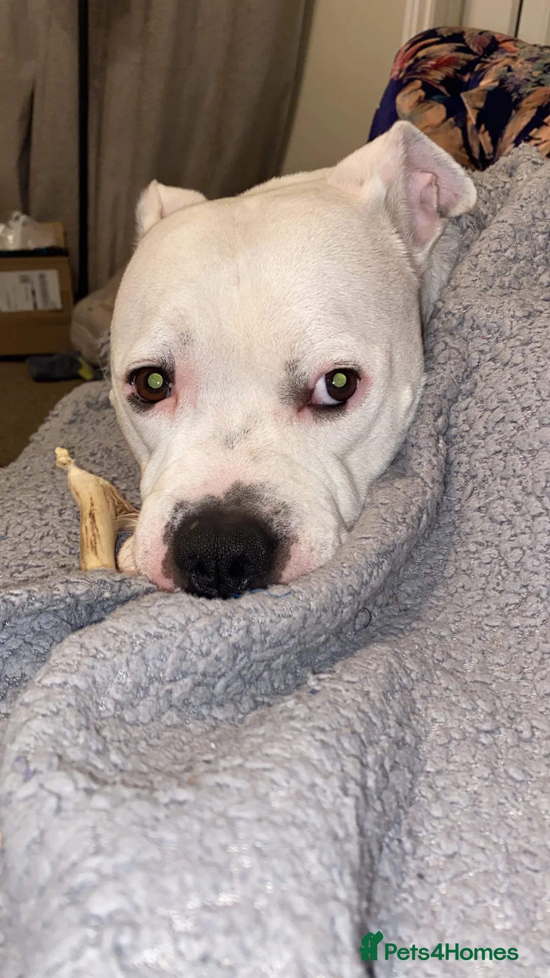 Mixed Breed dogs for sale: Staffy cross boxer - Advert 5