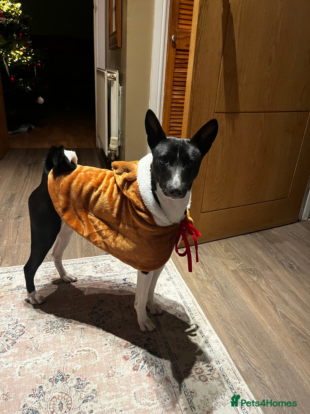 Basenji dogs for stud: 🌟 SEEKING A FEMALE BASENJI FOR A PLANNED MATCH!🌟 - Advert 2