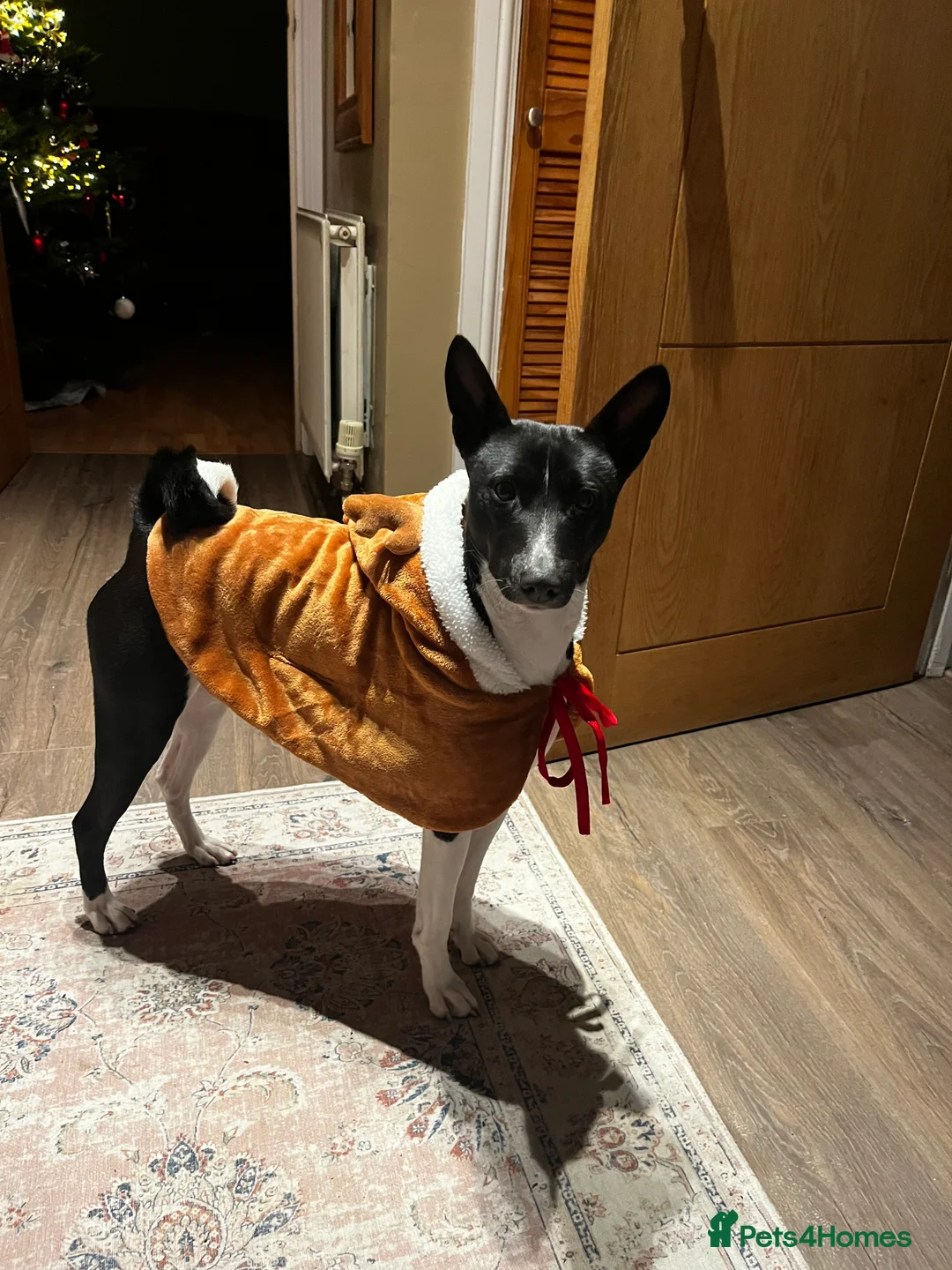 Basenji dogs for stud: 🌟 SEEKING A FEMALE BASENJI FOR A PLANNED MATCH!🌟 - Advert 2