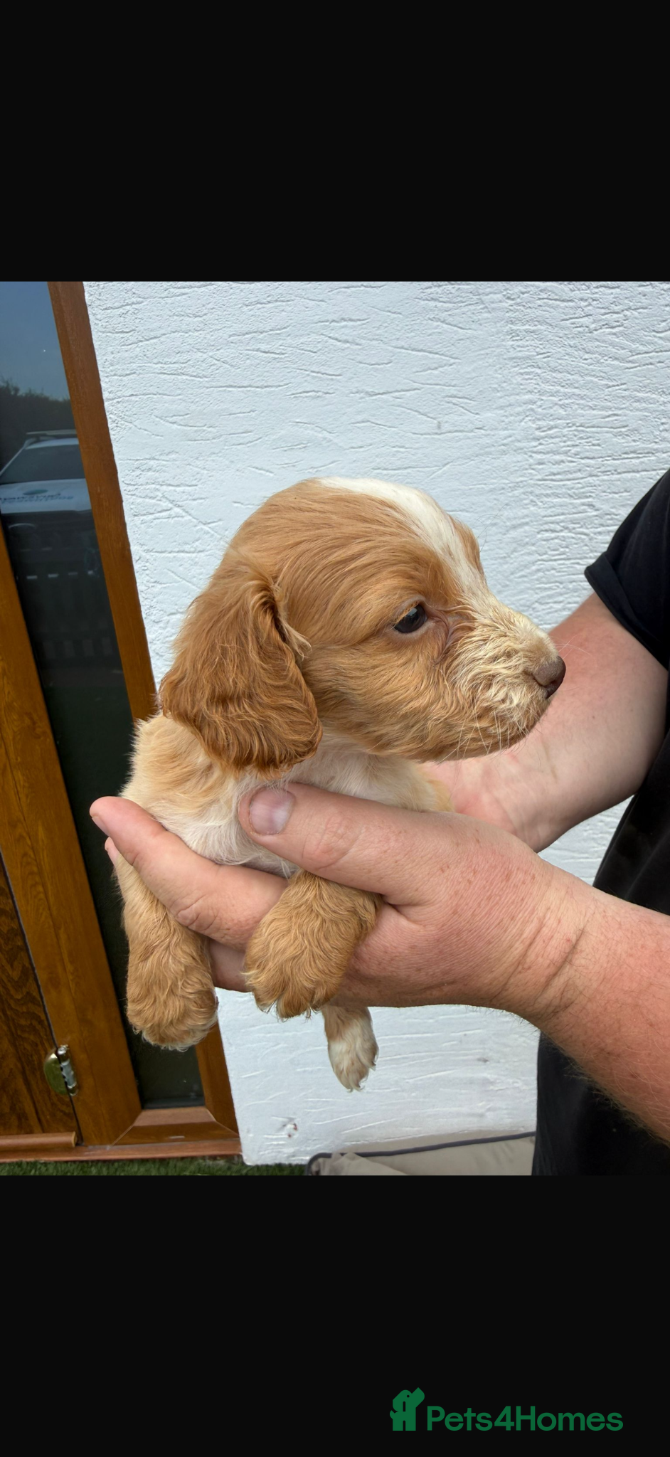 Cocker Spaniel dogs for sale: Cocker spaniel puppies  - Advert 4