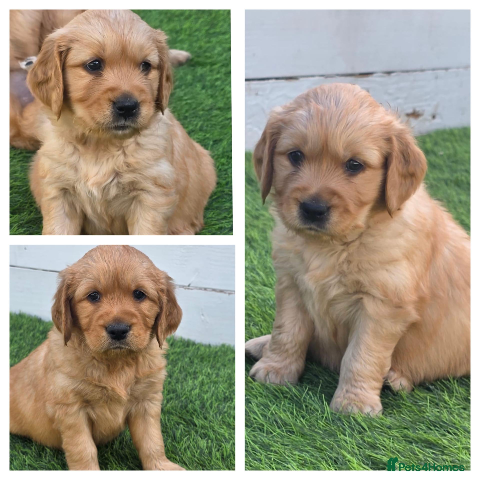 Golden Retriever dogs Lovely Golden Retriever Puppy's  - Advert 1