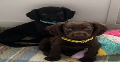 Cocker Spaniel dogs - Advert 6