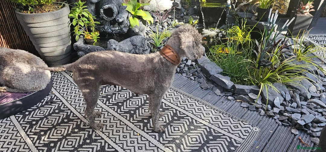 Mixed Breed dogs for sale: F1 whippet x bedlington  - Image 11