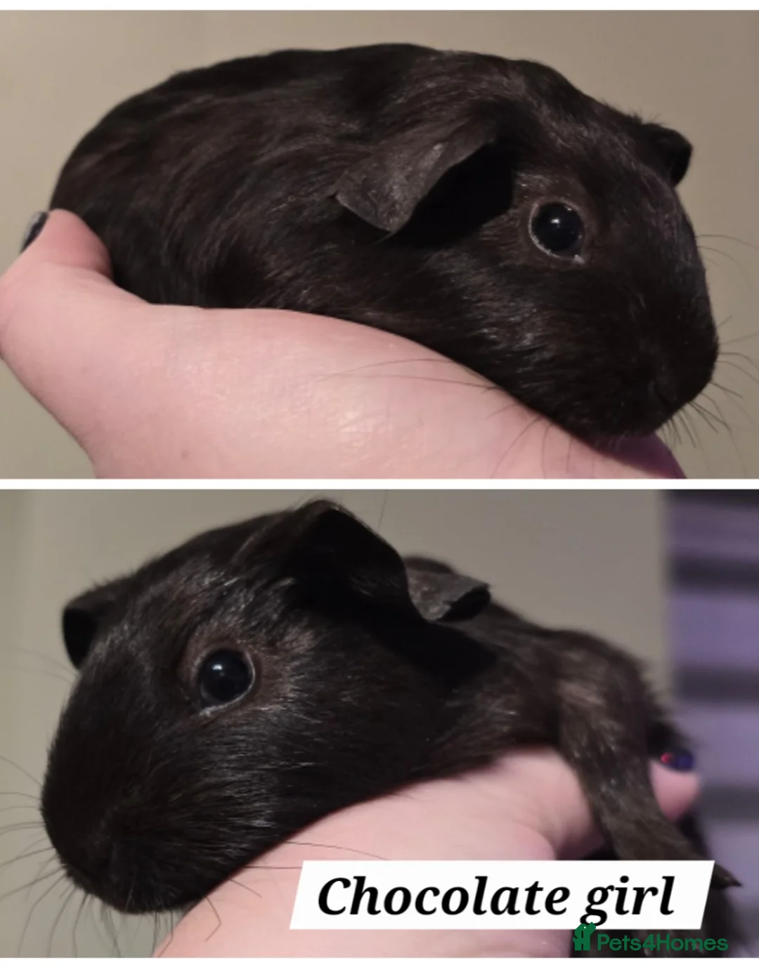 Guinea Pig rodents for sale: Female guineapig sisters ready to go now.   - Advert 2