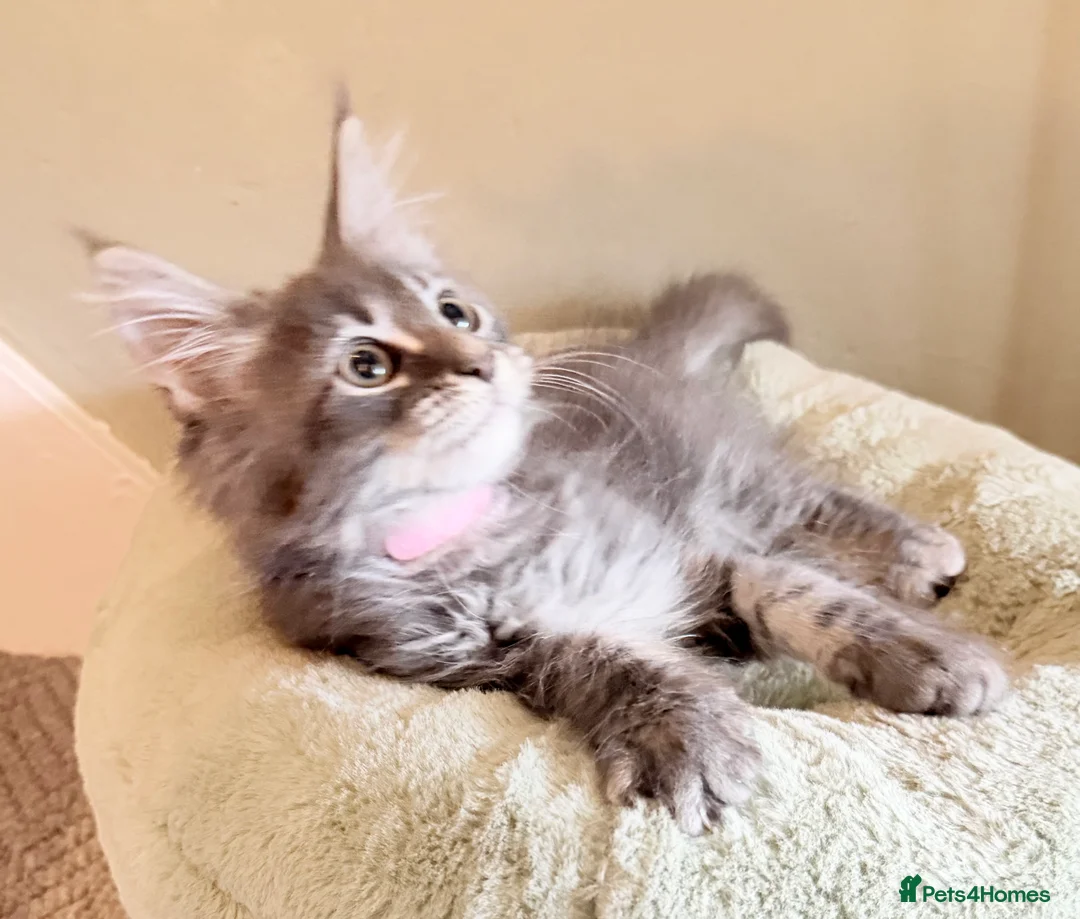Maine Coon cats for sale: TICA girl READY NOW  - Advert 27