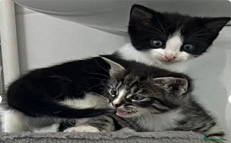 Mixed Breed cats - Advert 3