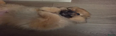 Pomeranian 1