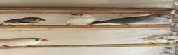 Doves birds for sale: Diamond Doves in Bognor Regis - Advert 5