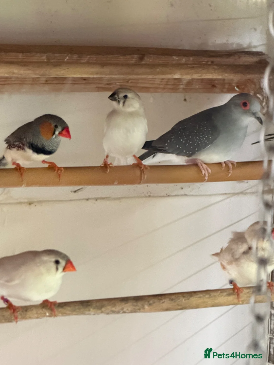 Doves birds for sale: Diamond Doves in Bognor Regis - Advert 5