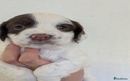English Springer Spaniel dogs for sale: Speckled mixed colour ESS pups,TESTED PARENTS - Image 8