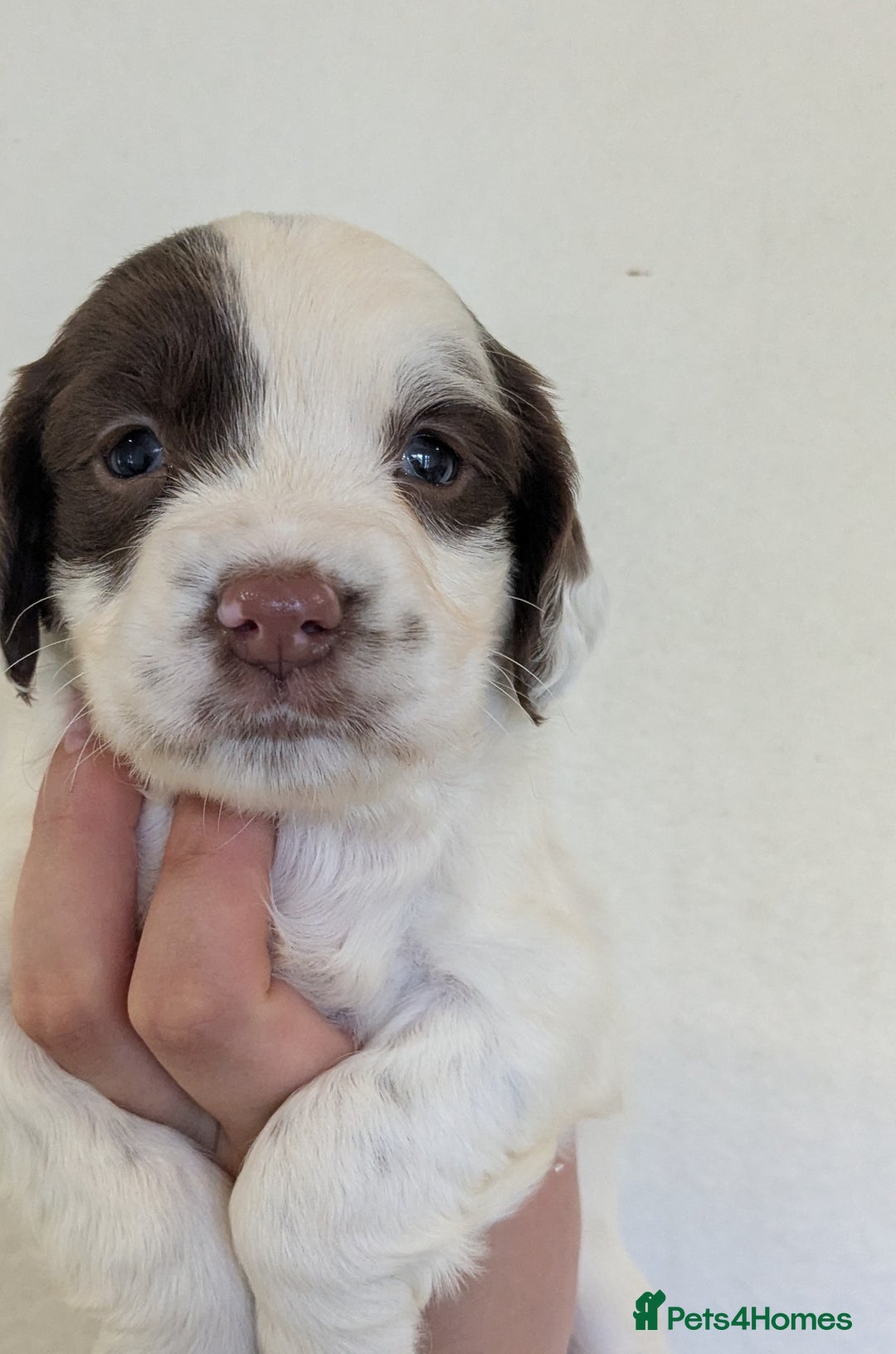 English Springer Spaniel dogs for sale: Speckled mixed colour ESS pups,TESTED PARENTS - Image 8