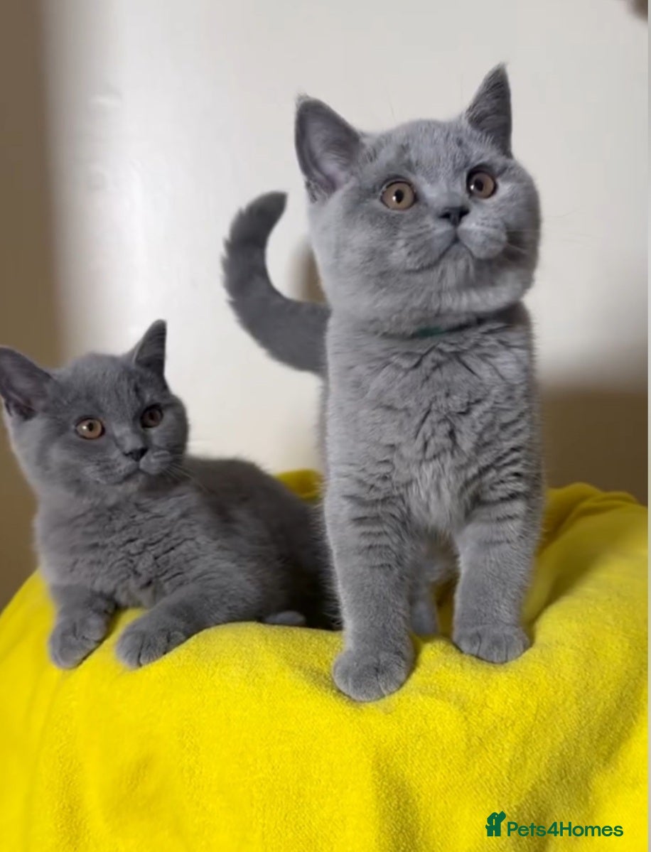 British Shorthair cats Exceptional Pedigree BSH Kittens  - Advert 2