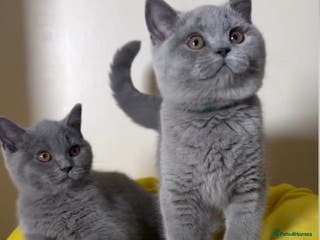 British Shorthair cats Exceptional Pedigree BSH Kittens - Advert 10