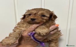 Cavapoo dogs for sale: ❤️ F1B CAVAPOOS 5* health checked ❤️ - Image 4