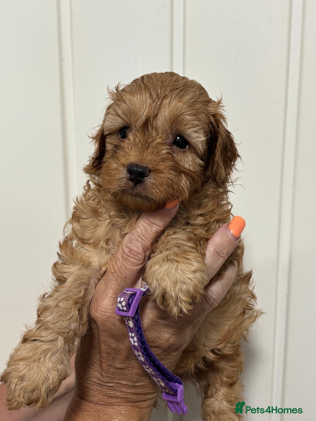 Cavapoo dogs for sale: ❤️ F1B CAVAPOOS 5* health checked ❤️ - Image 4