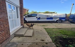 Belgian Shepherd Dog dogs for sale: Belgian Shepherd puppies - Advert 21