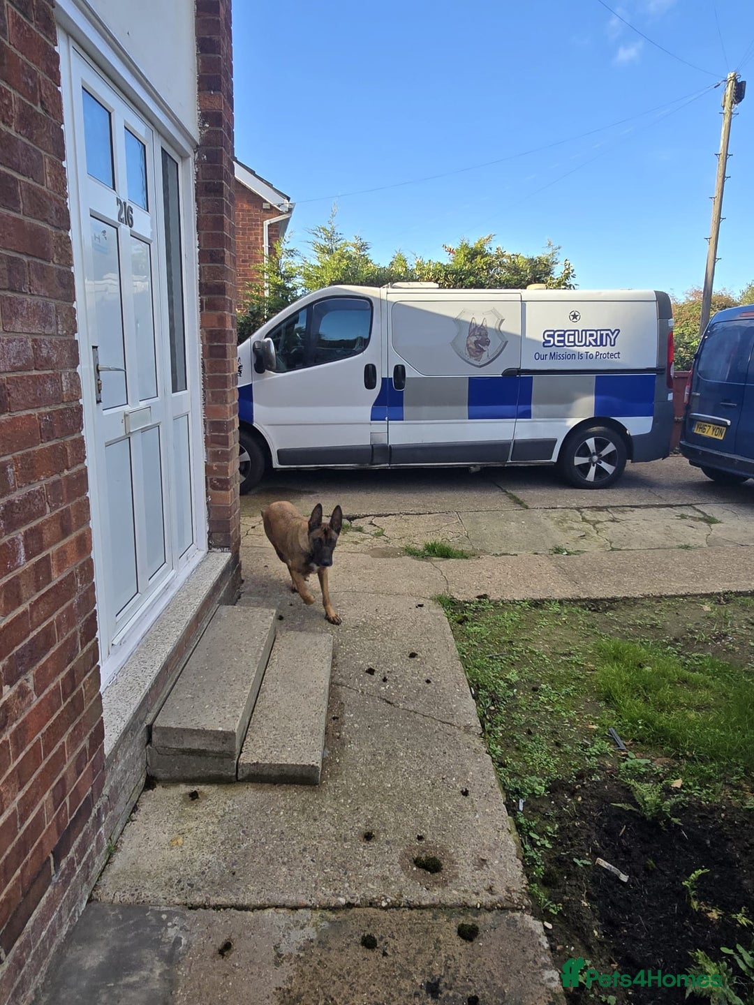 Belgian Shepherd Dog dogs for sale: Belgian Shepherd puppies - Advert 21