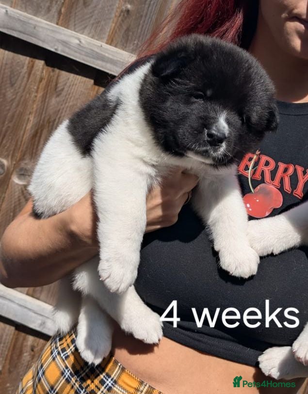 Akita dogs Pedigree mum,dad pure breed, 1 girl pup available  - Advert 9