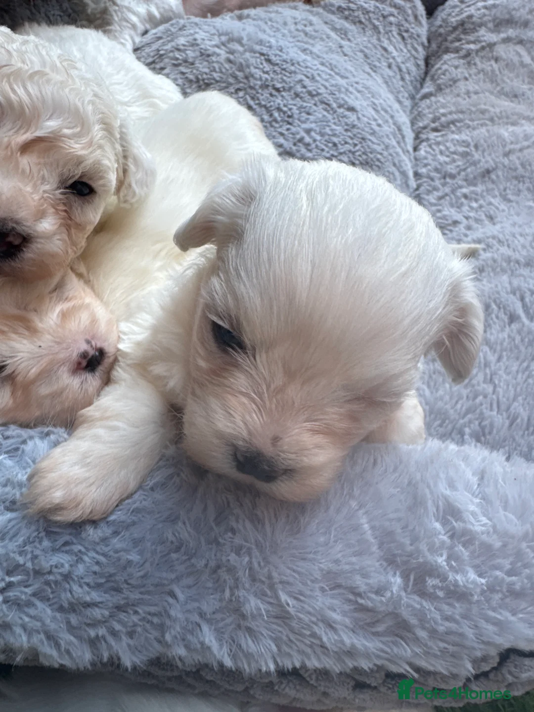 Mixed Breed dogs for sale: Beautiful Bichon Frise x Maltese Puppies - Advert 2