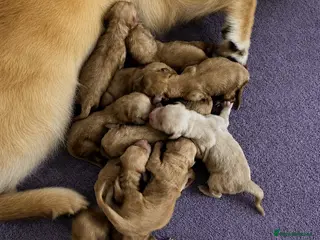 Golden Retriever dogs Ready for their new homes - Advert 1