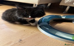 Mixed Breed cats for sale: Kitens  - Image 2