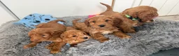 Cockapoo dogs for sale: Exceptional F1 Cockapoo puppies  - Advert 11