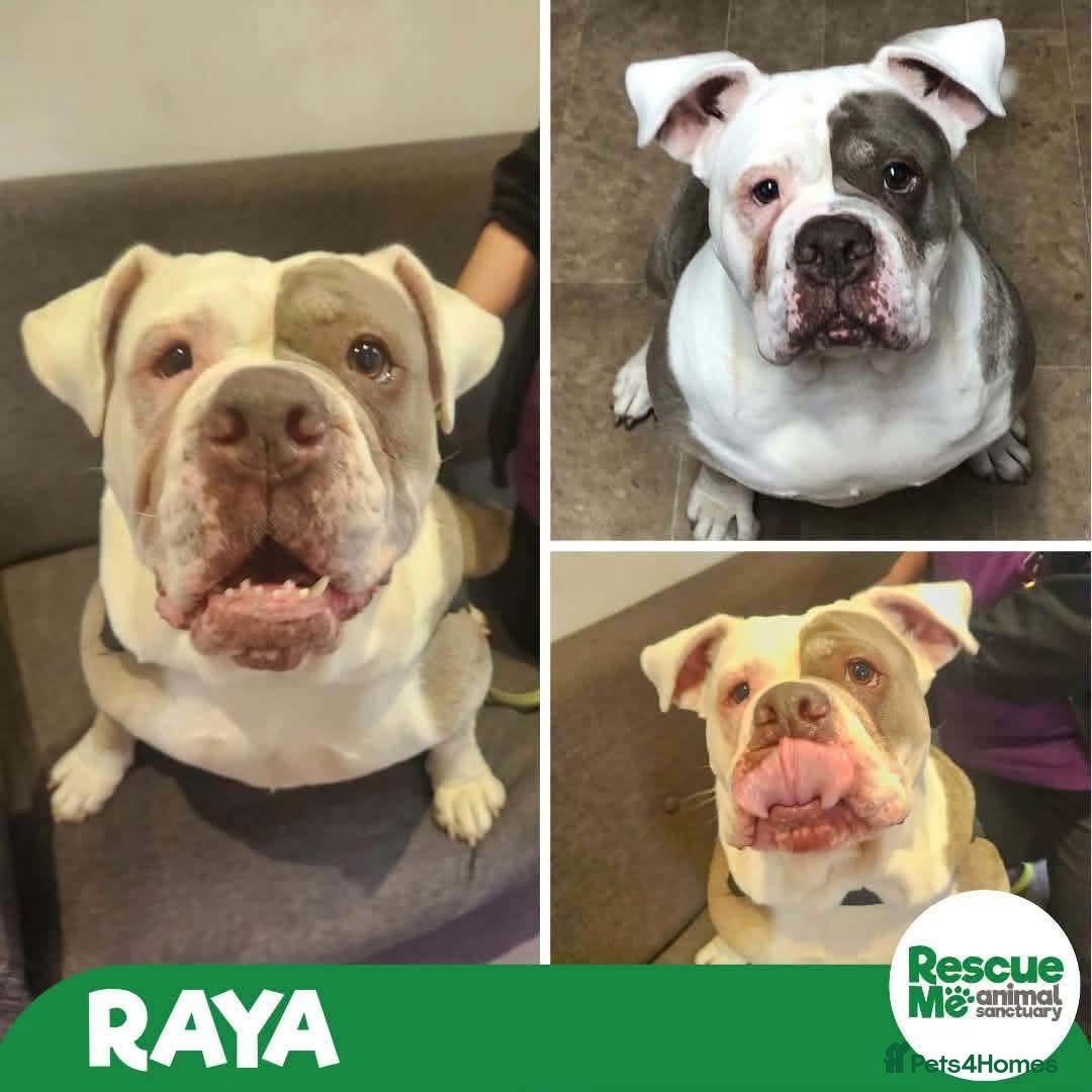Olde English Bulldogge dogs Raya - sweet girl - Advert 1