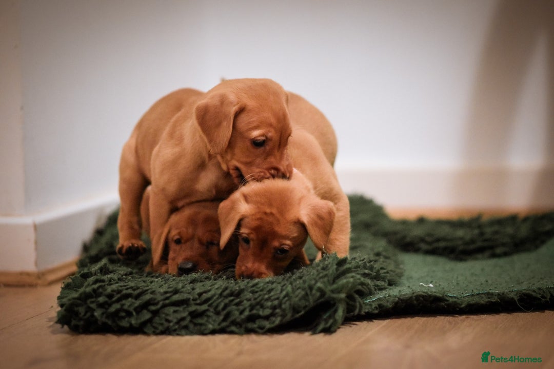 Labrador Retriever dogs for sale: Last boy working labrador - Advert 5