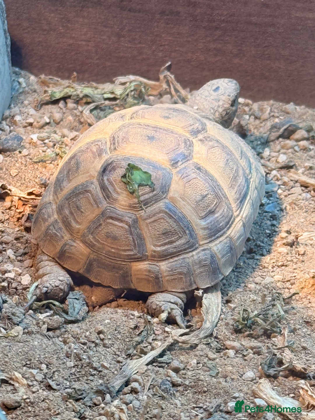 Tortoise reptiles for sale: 4 spur thigh tortoise plus set up  - Advert 3