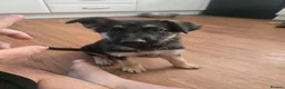 German Shepherd dogs for sale: German Shephard female - Advert 4