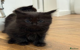 Ragdoll cats for sale: Ragdoll mix Bombay  - Image 9