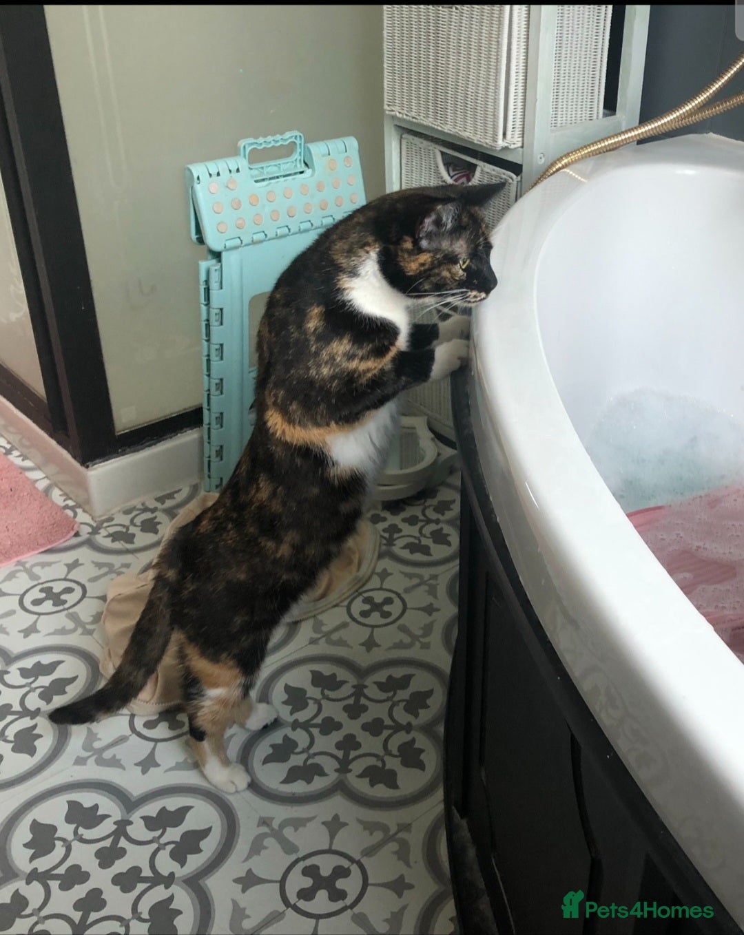 Mixed Breed cats for sale: Marbles, outdoor kitty, 5 yo female neutered  - Advert 3