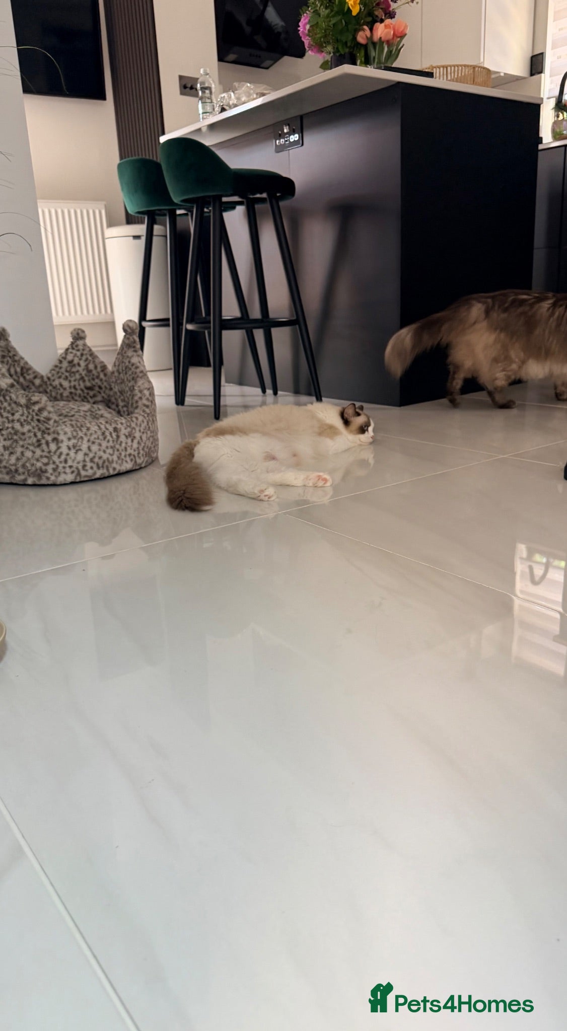 Ragdoll cats GCCF Ragdoll Sealpoint Mitted kitten - Advert 2