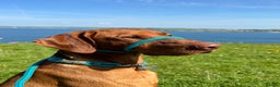 Hungarian Vizsla dogs for stud: Proven KC Registered Hungarian Vizsla in Reading - Advert 17