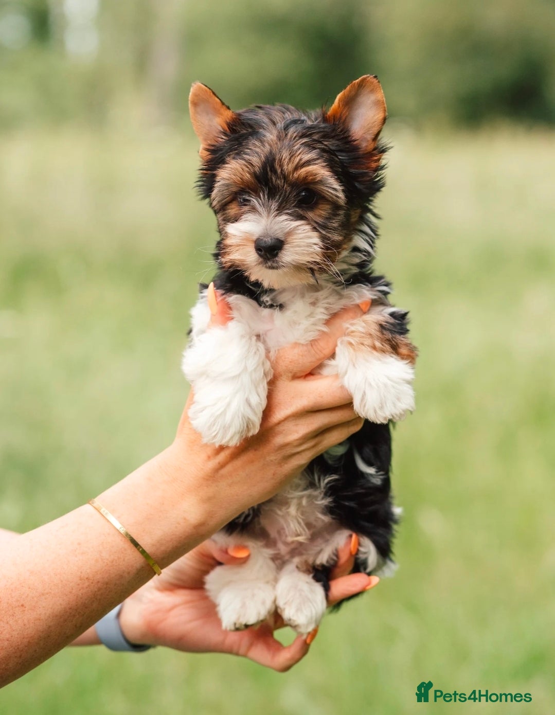 Biewer Terrier dogs Purebred Biewer Terrier Puppies - Advert 2