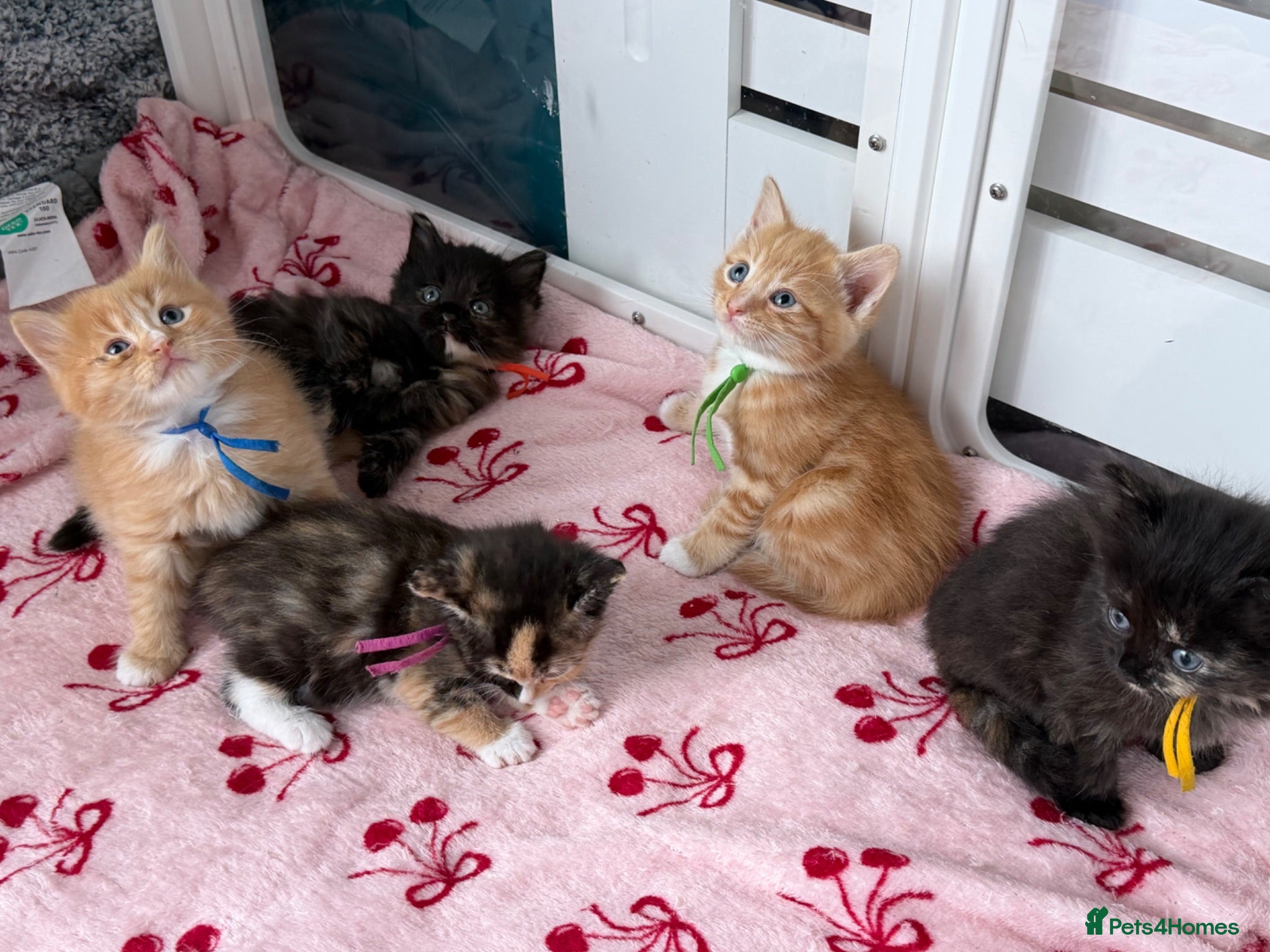 Domestic Shorthair cats Beautiful Kittens - 3 longhaired & 2 shorthaired  - Advert 1