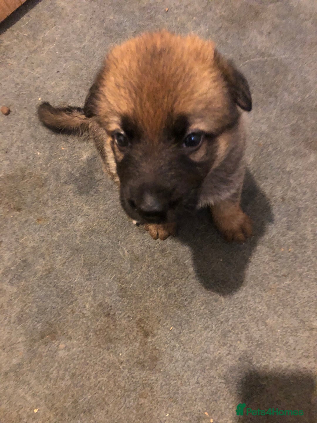 German Shepherd dogs for sale: German sheperd litter of 9 puppies  - Image 2