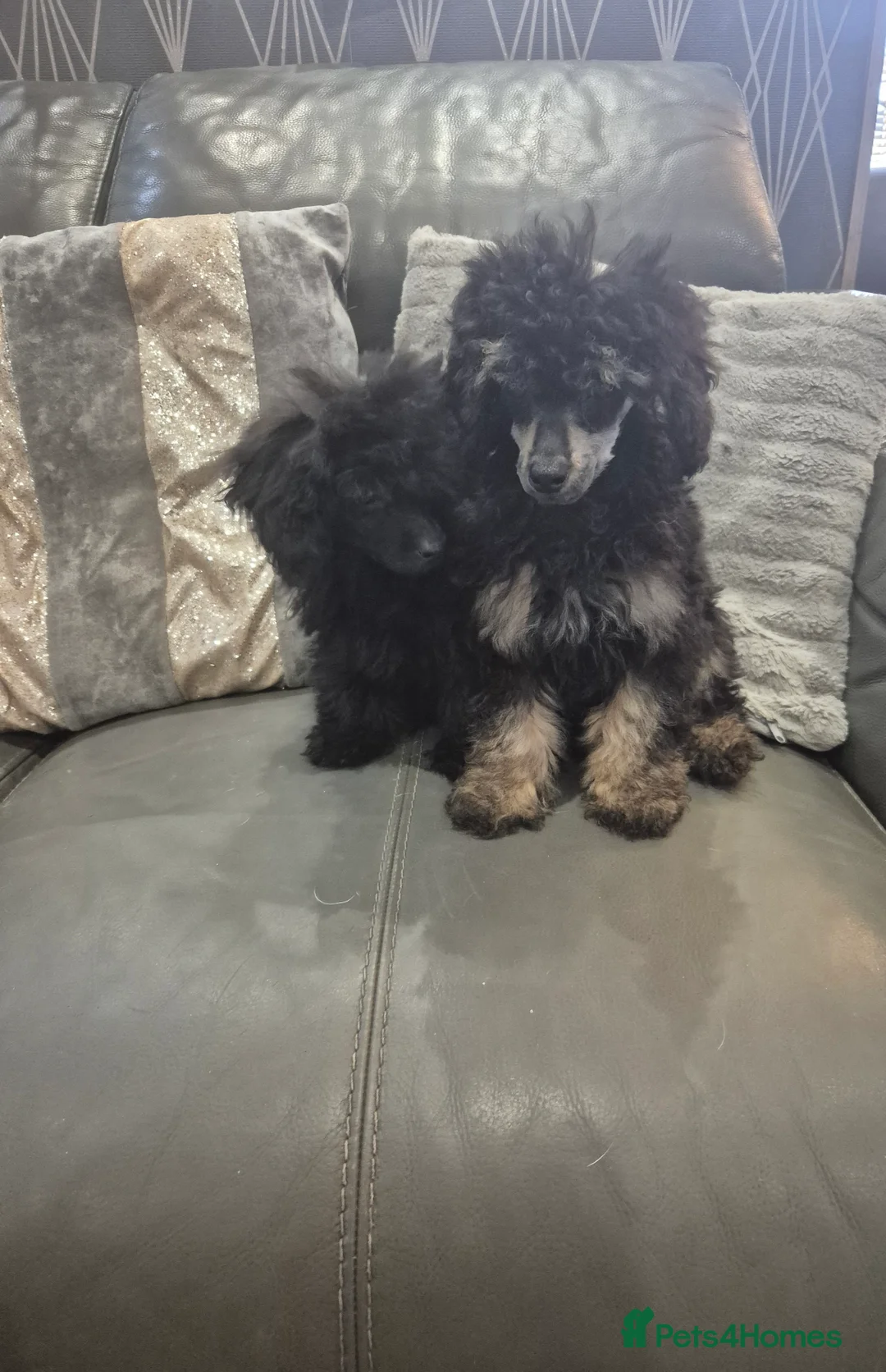 Toy Poodle dogs for sale: Poodle boys (toy x aisan) - Advert 9