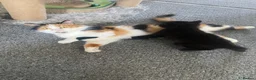 American Shorthair cats for sale: Beautiful female kitten - Advert 2