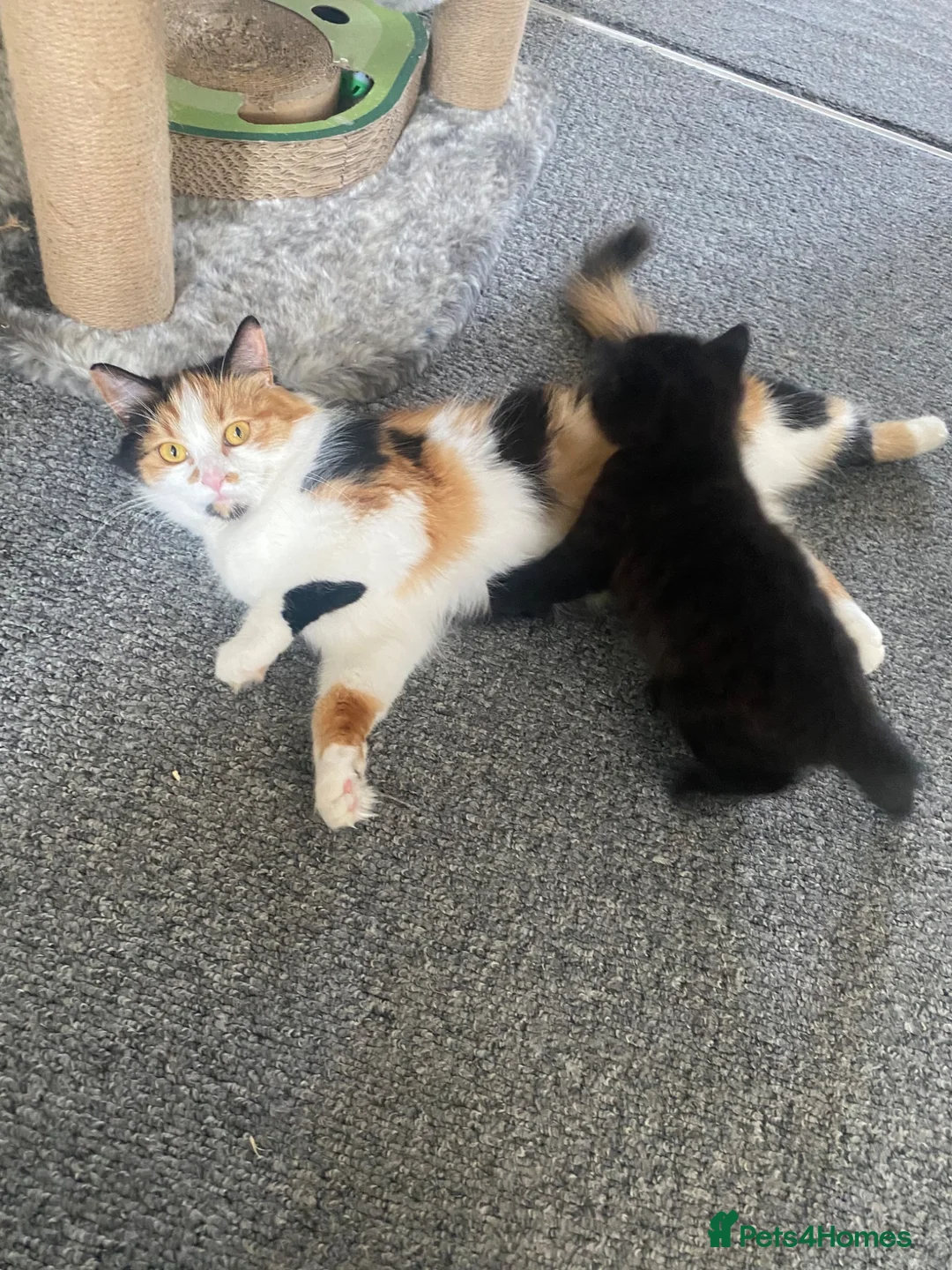 American Shorthair cats for sale: Beautiful female kitten - Advert 2