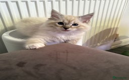 Ragdoll cats for sale: GCCF Ragdoll Kittens 😻 - Image 9