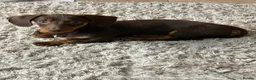 Miniature Dachshund dogs for sale: Miniture dashound chocolate tan boy, in Shrewsbury - Advert 7