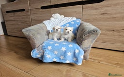 Maltese dogs for sale: KC Korean Maltese Terrier Puppies - Image 13