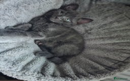 Ragdoll cats for sale: 2 grey boys half ragdoll  - Image 8