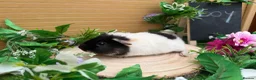 Guinea Pig rodents for sale: 5 baby male teddy guineapigs AVAILABLE  - Advert 7