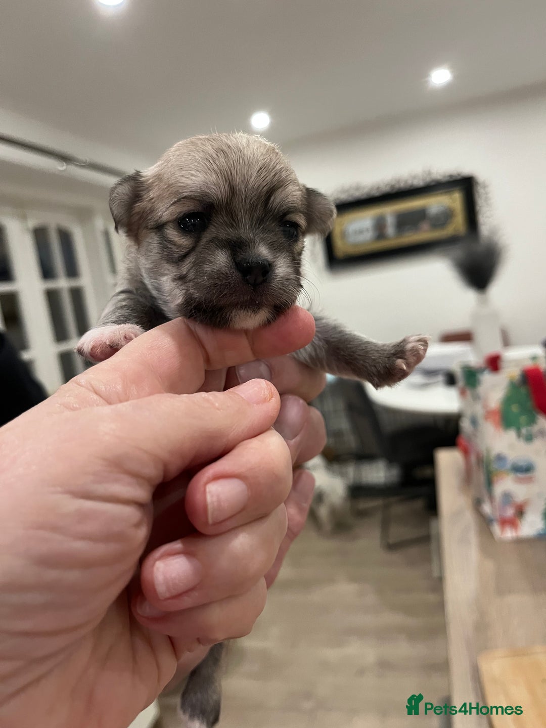 Mixed Breed dogs for sale: Malchi pups available  - Advert 1