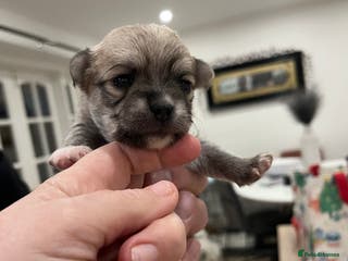 Mixed Breed dogs Malchi pups available - Advert 1